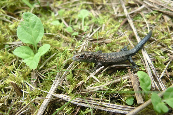 lézard