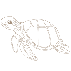 dessin tortue