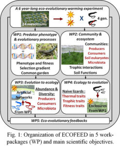 Ecofeed schema