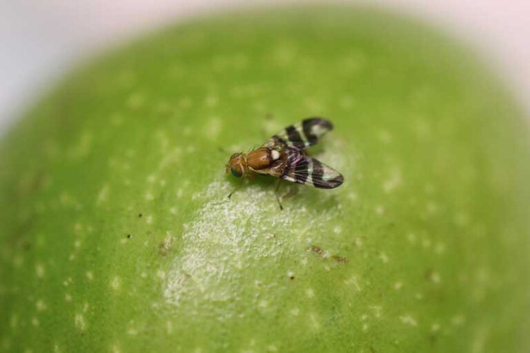 Adulte de la mouche du brou : chez cette espèce, les mâles ont les pattes noires, alors qu’elles sont de couleur jaune chez les femelles. ©Erick Campan