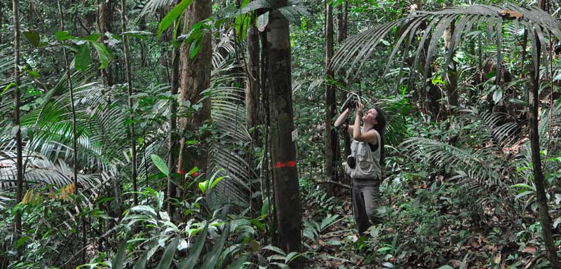 CNRS Le journal la forêt