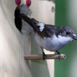 Pied-Flycatcher